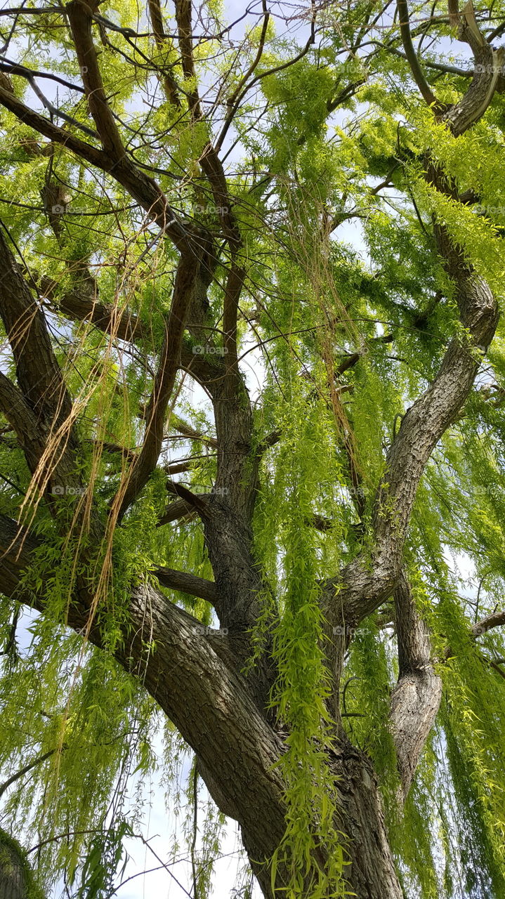 weeping willow tree