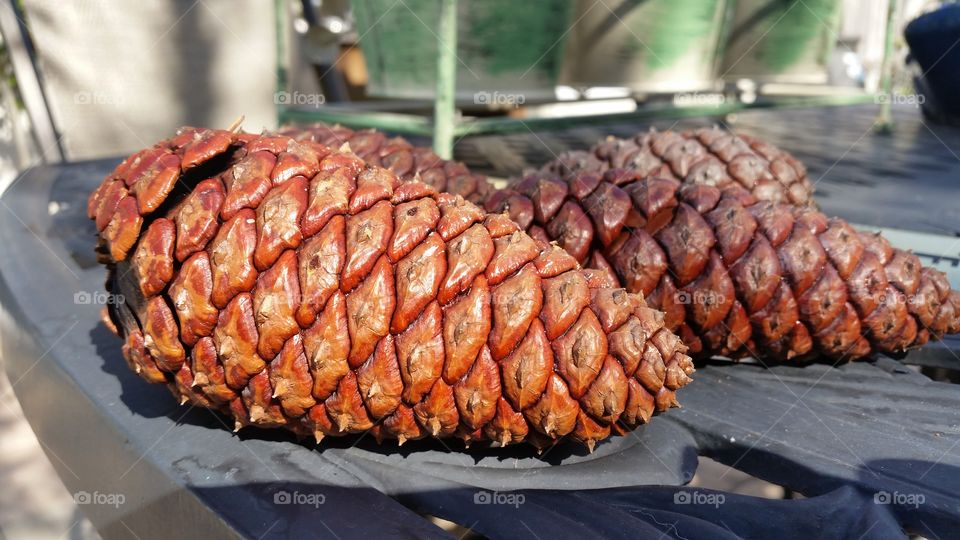 Fall Pinecones