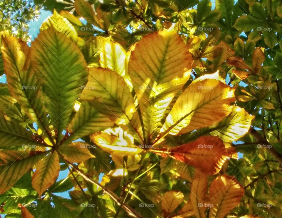 Chestnut leaves. 