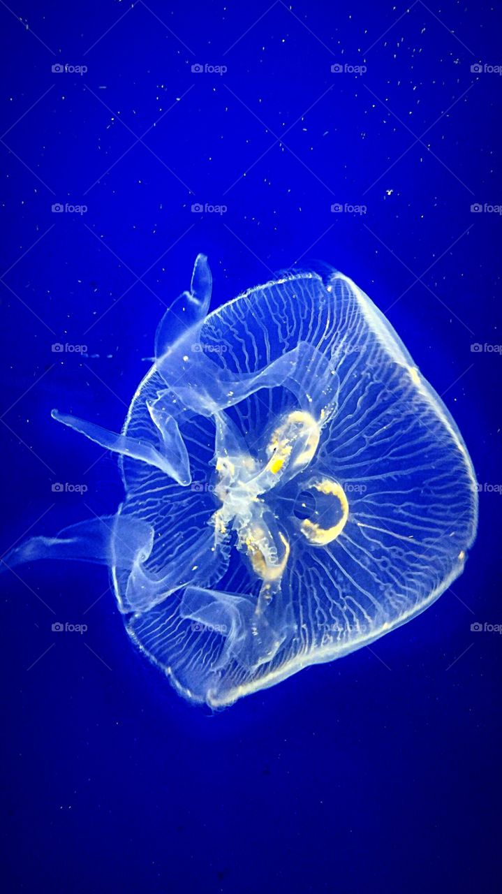 jellyfish