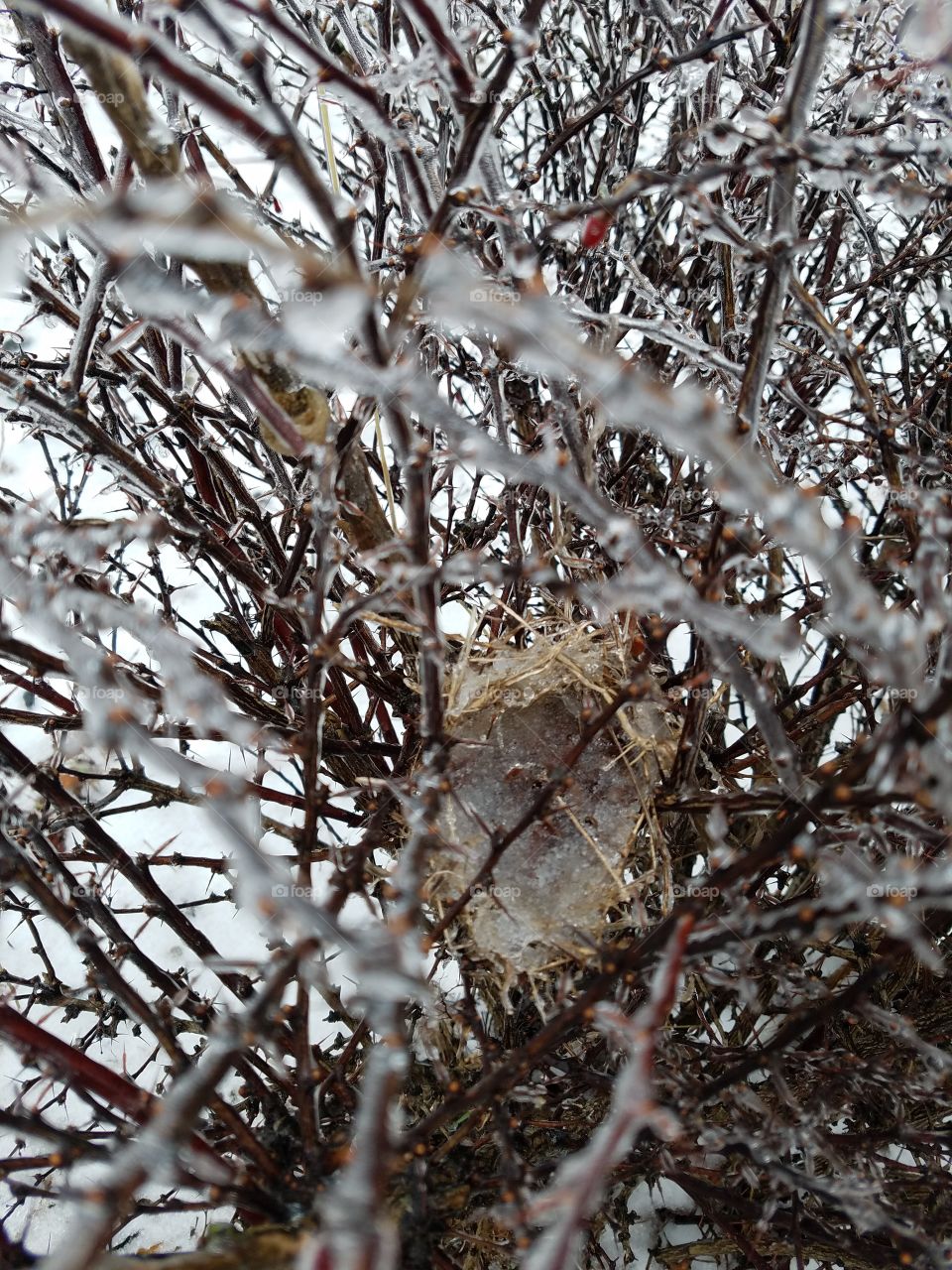 frosted nest