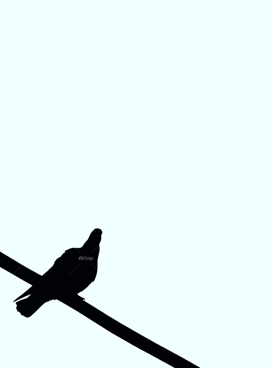 Bird Sitting on Cable