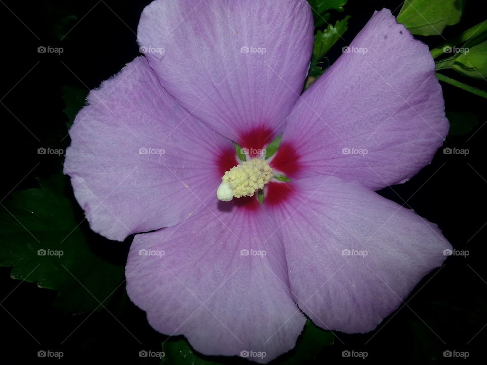 beautiful rose of Sharon hibiscus flower