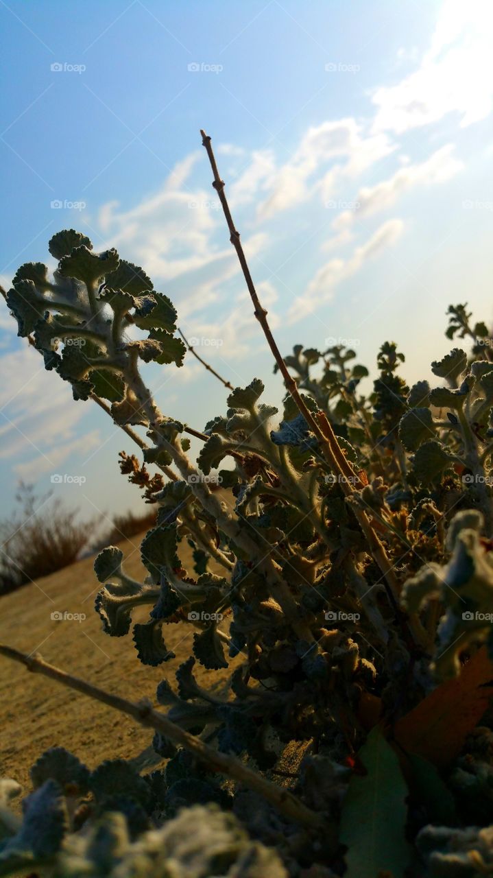 Tree, Fruit, Leaf, Flora, Food