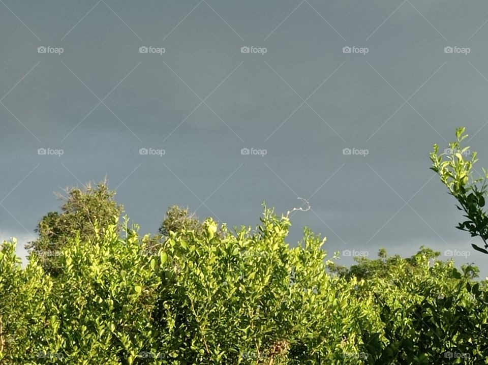 Cloudy atmosphere, in the orange grove...