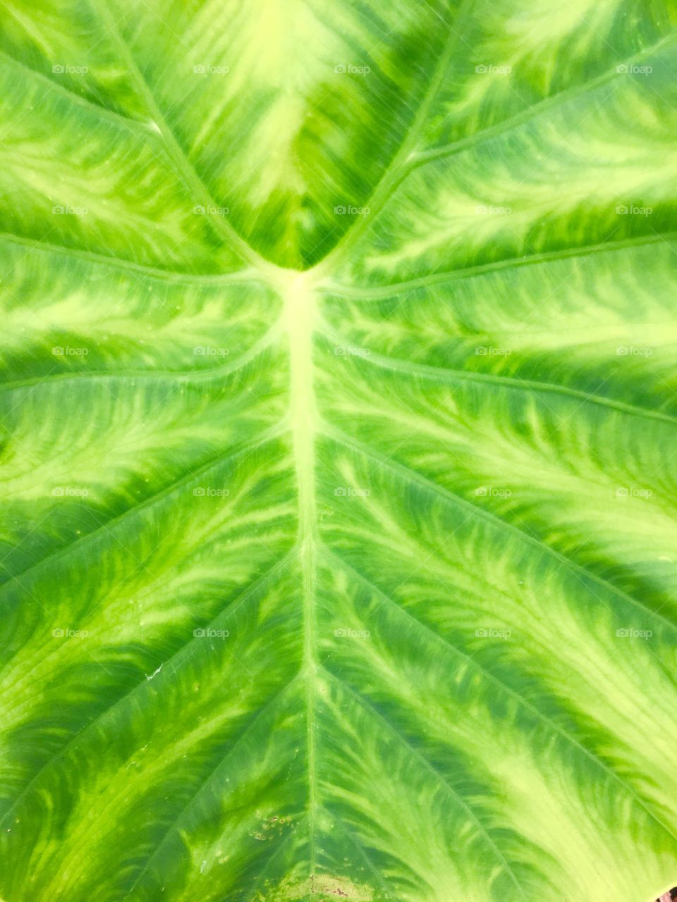 Close-up of leaf