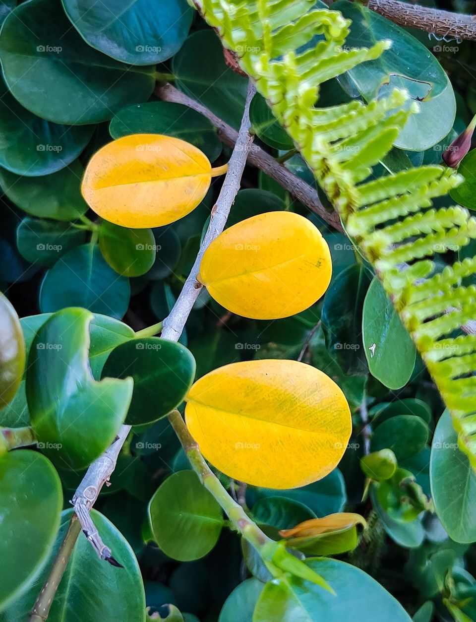 Three yellow leaves in a Green Island Fig bush