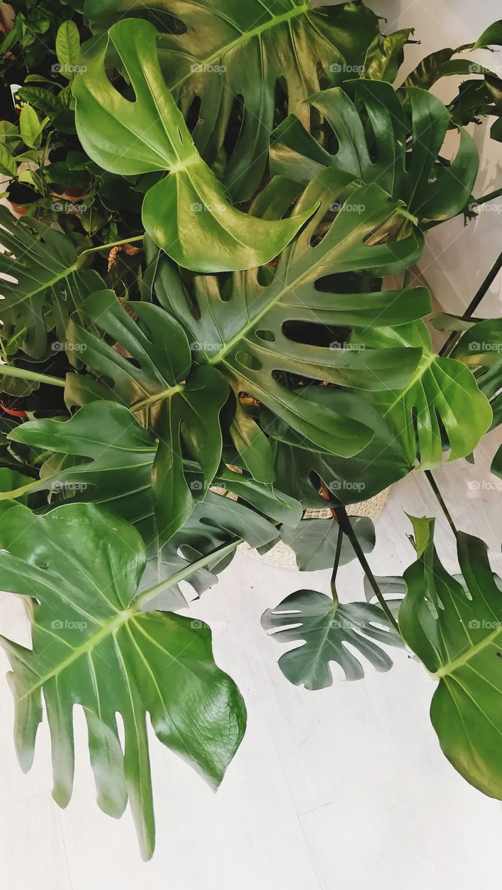 Monstera deliciosa