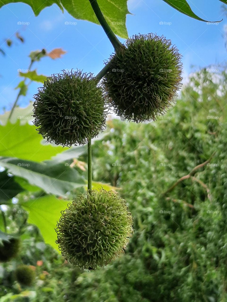 green fruits of platan tree