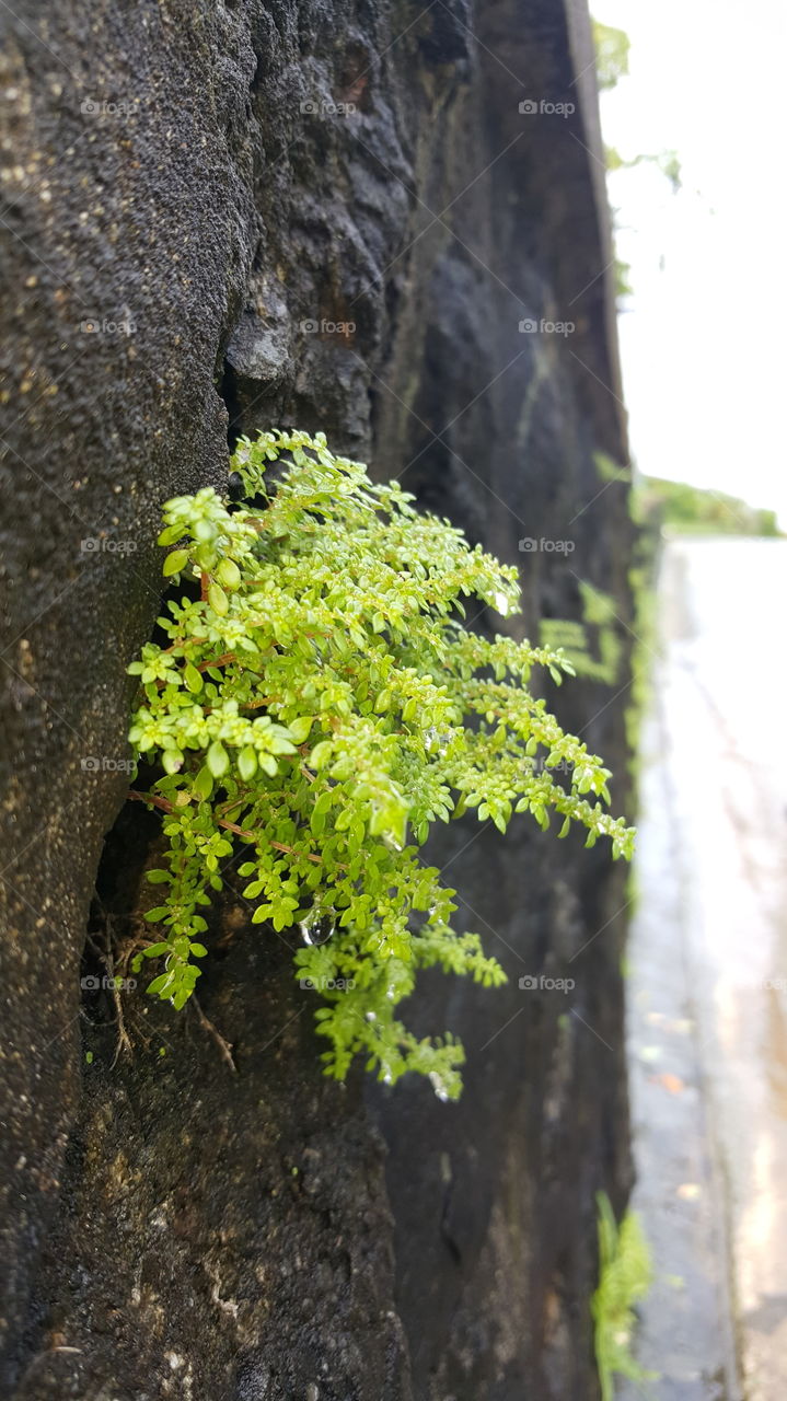 plant on stone wall
