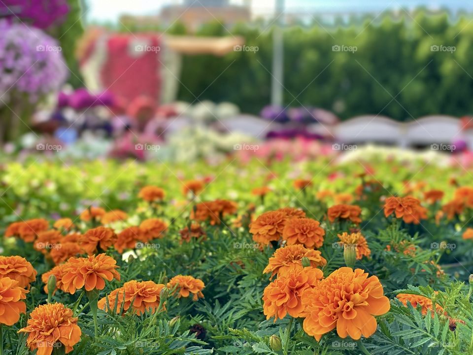 Yellow flowers in the garden, beautiful garden with yellow flowers 🌸