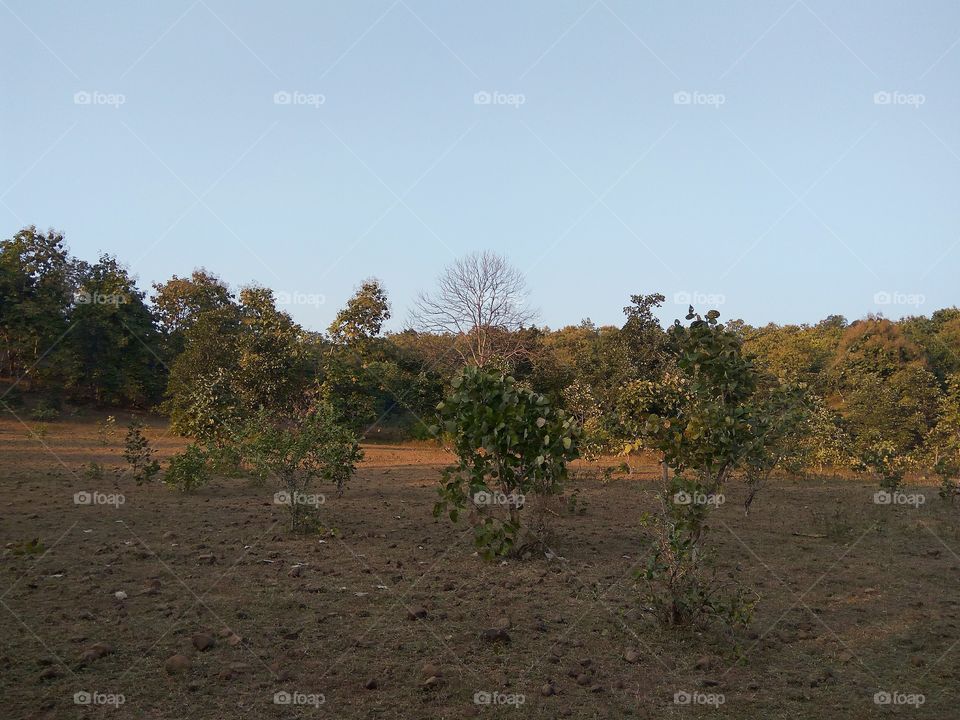 Jungal Safari Natural view