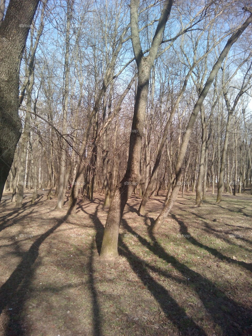 No Person, Tree, Wood, Landscape, Nature