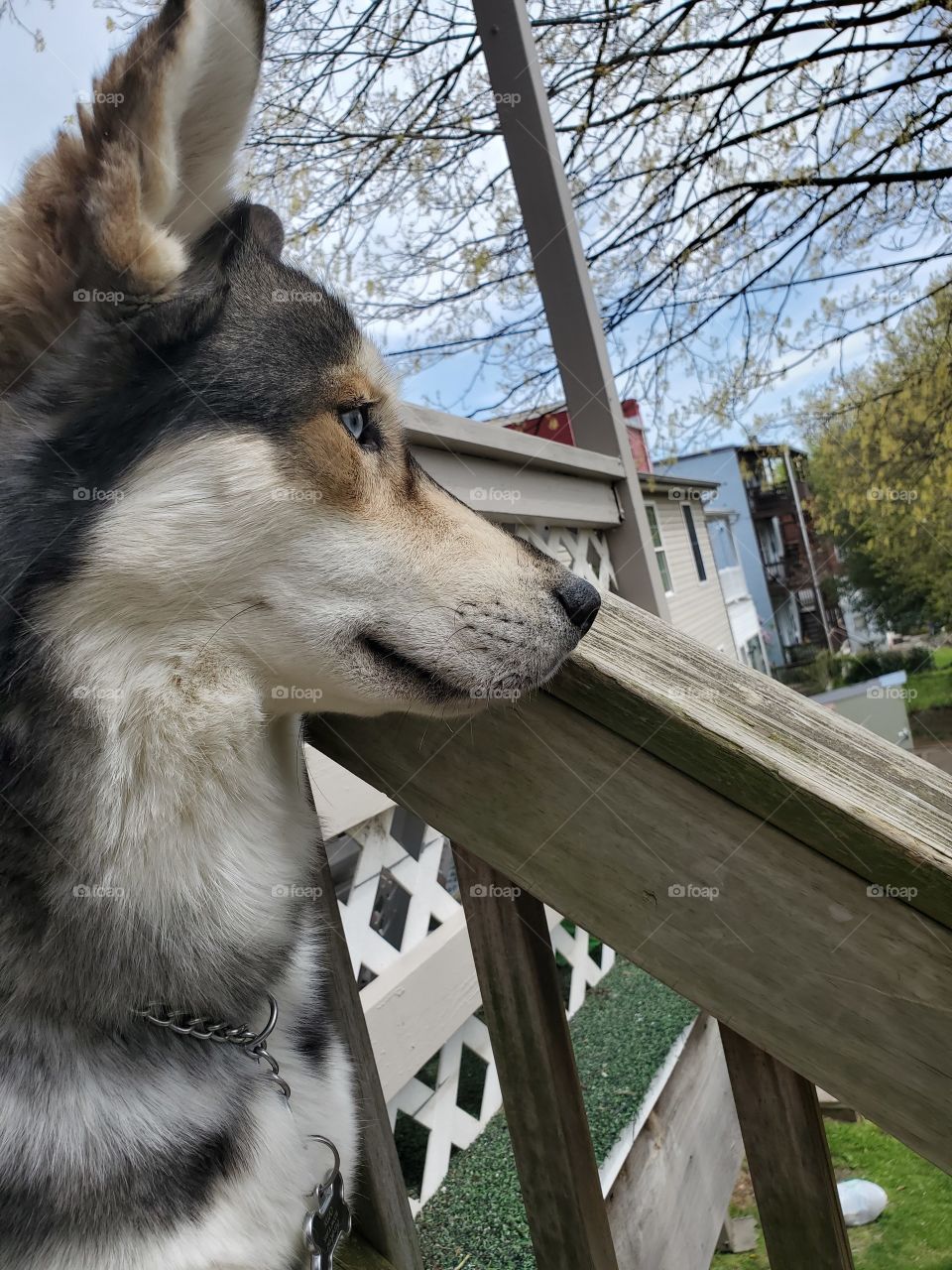 Kujo Bossin'
AKC Registered Siberian Husky
Looking out across the yard
Insta: howling_winds_siberians