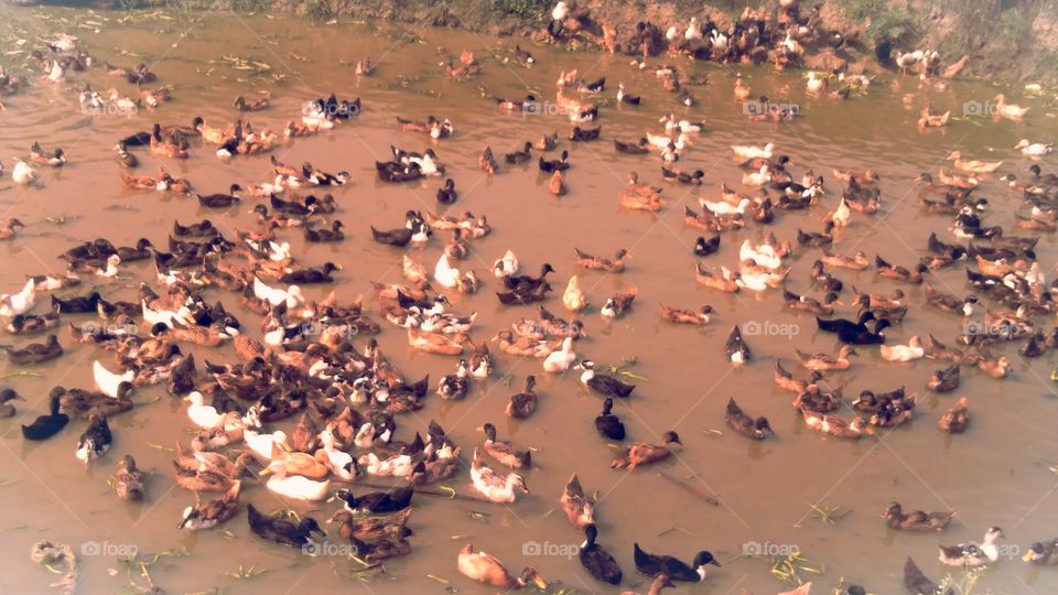 UP India Gramin Bakt Palan