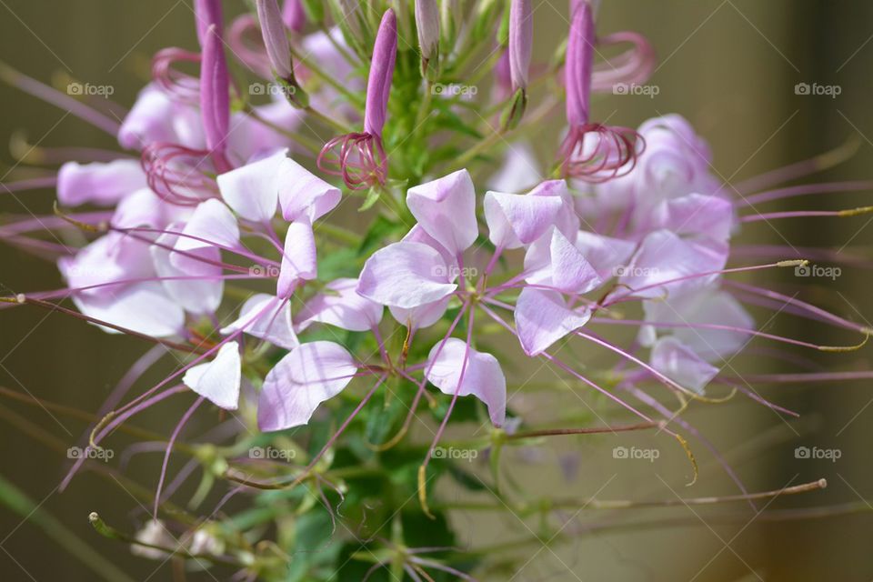 delicate pink flower blooms