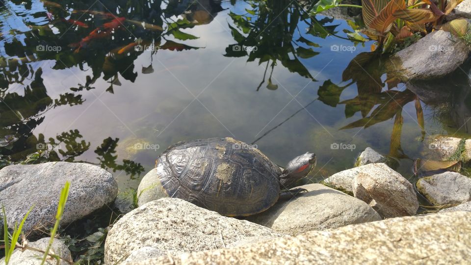 Turtle on the rocks