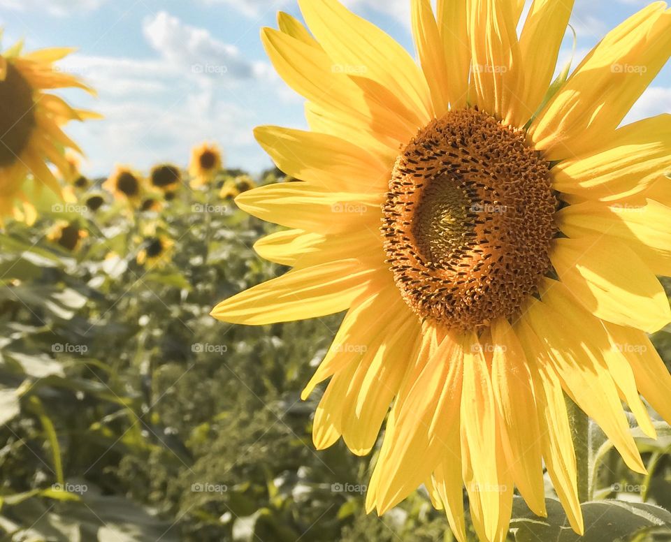 A field of sunflowers under light blue skies