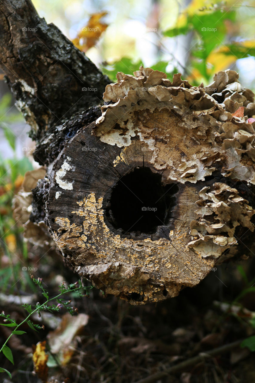 hollow log