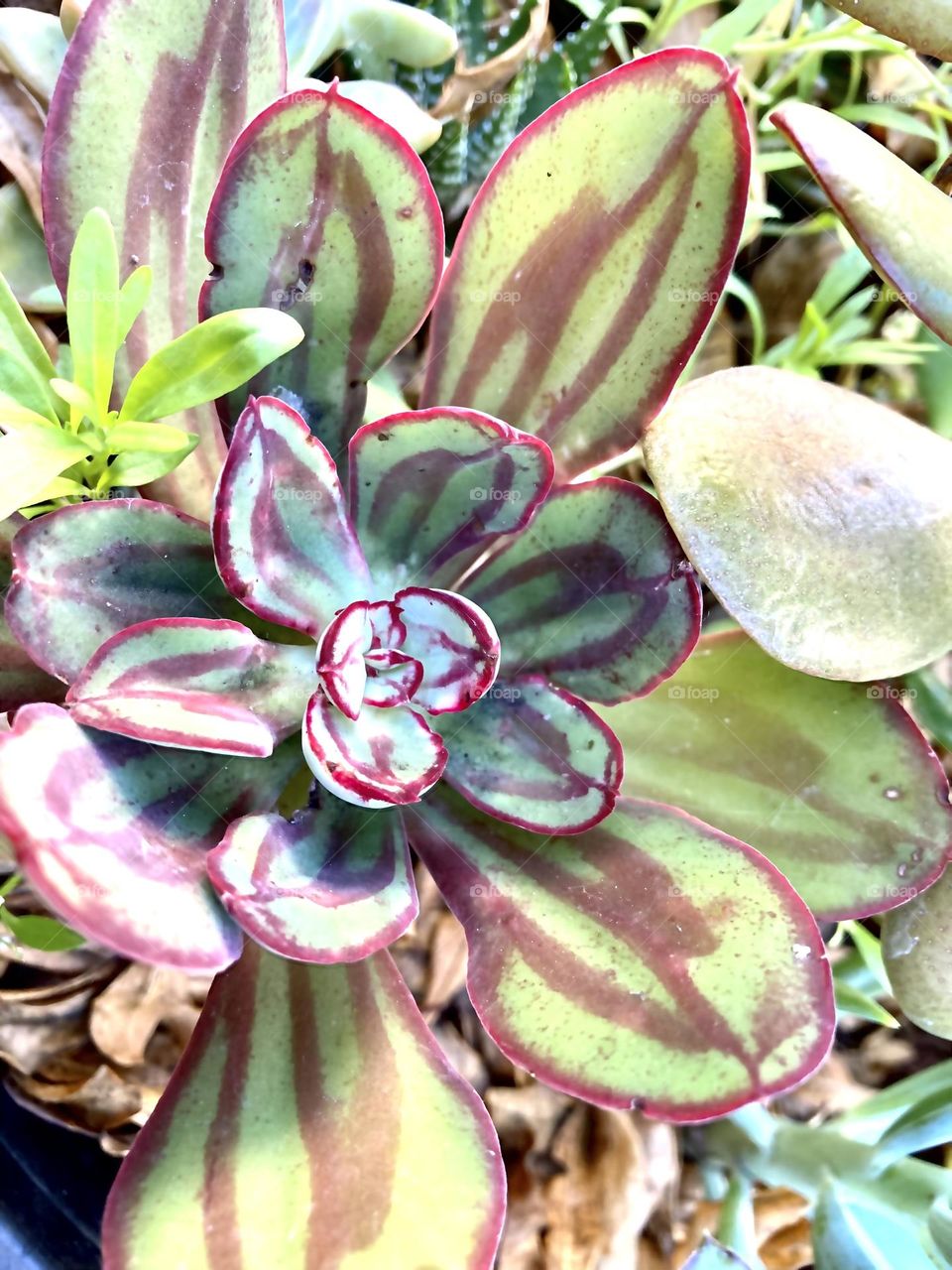Red patterned succulent rosette 