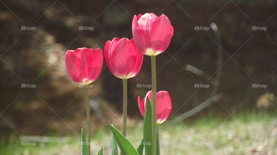 Beautiful pink tulips that I found