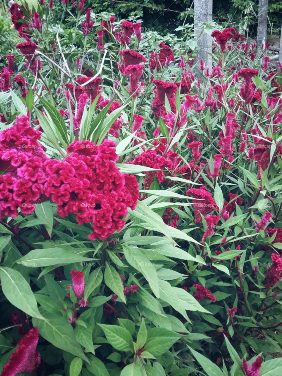 Gloriosas cristas de galo inundando o jardim.