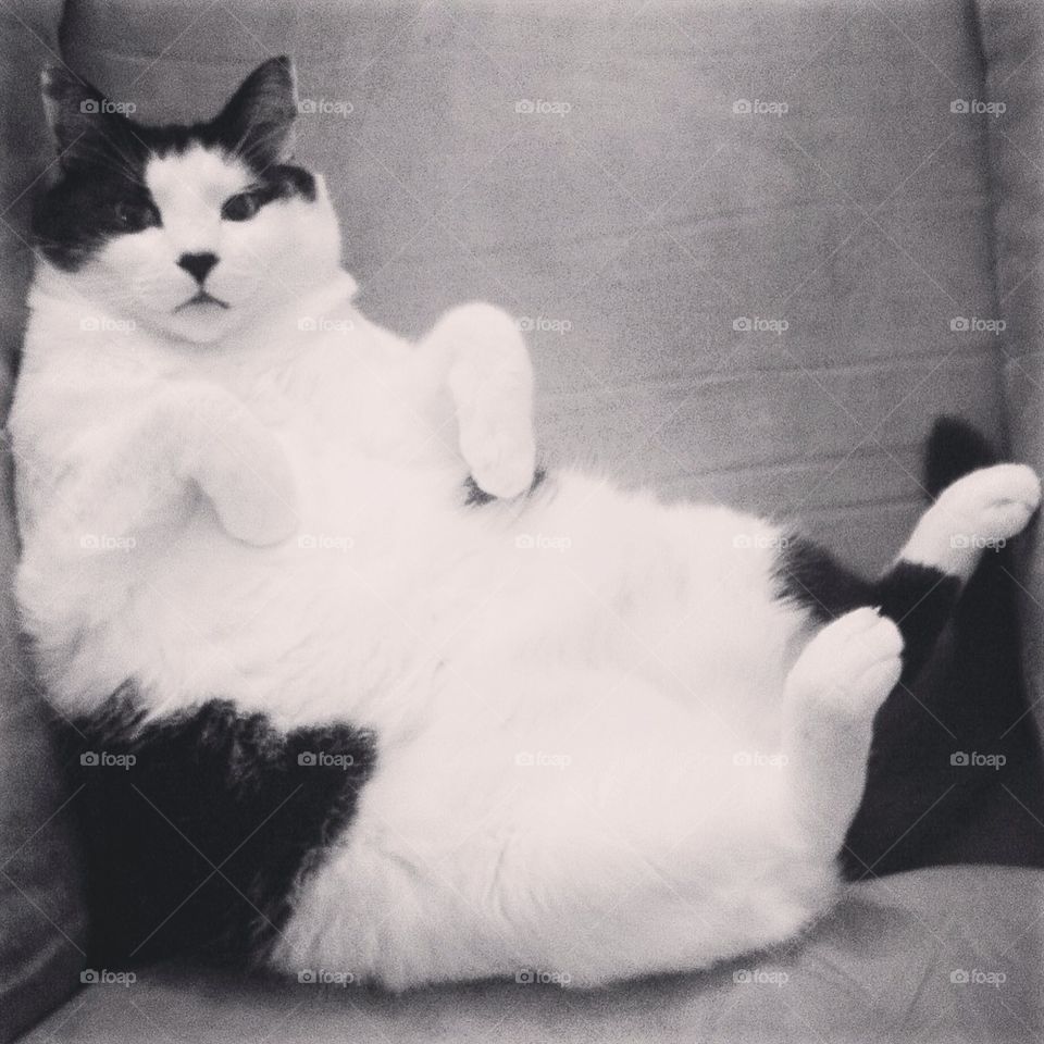 Fat cat