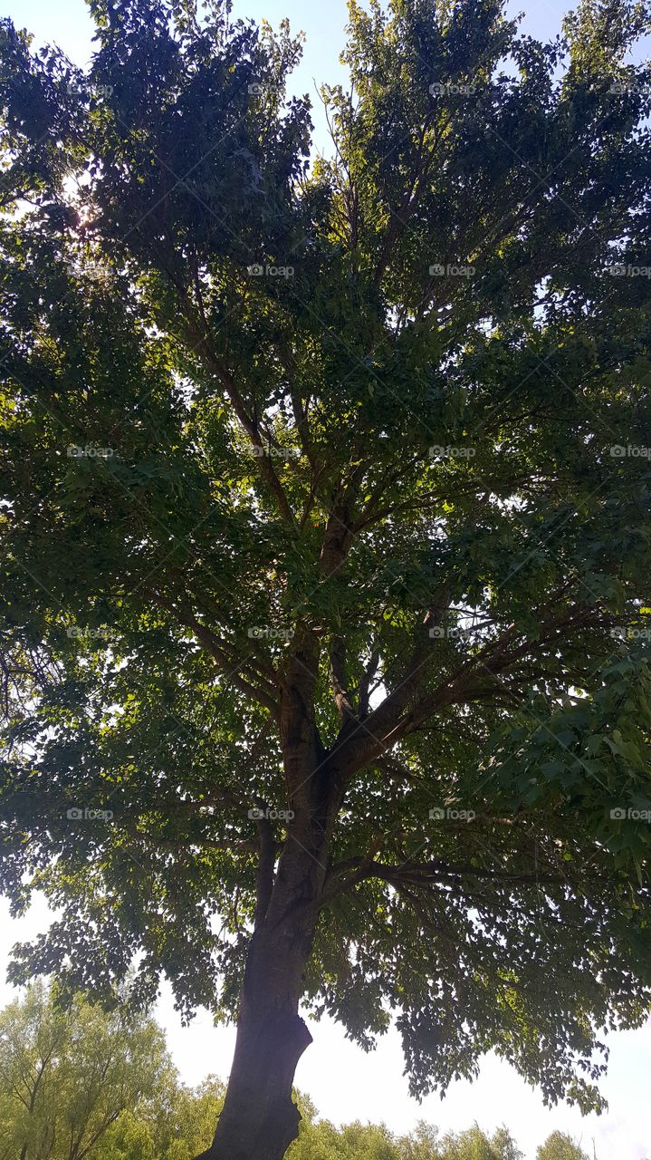 in the trees on a sunny day