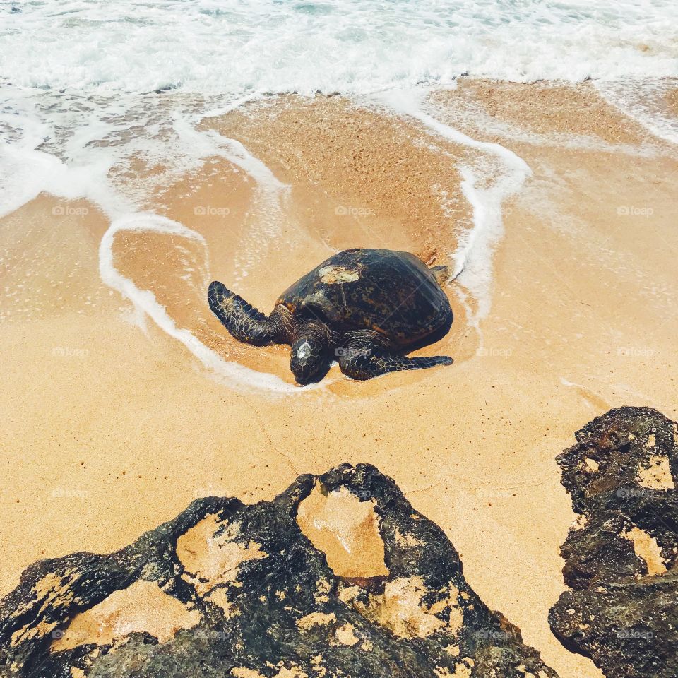 Sea turtle love