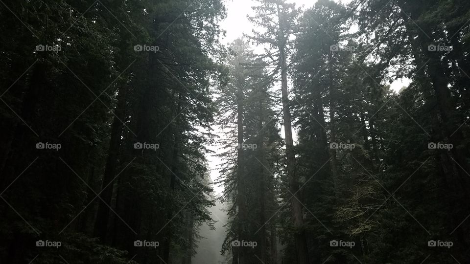 peaceful morning in the foggy rainy redwood forest.