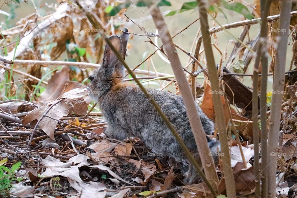 A wild rabbit in a wooded part of the city of Madrid