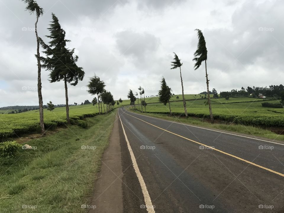 Beautiful roadside view of tea farm in Limuru Kenya.