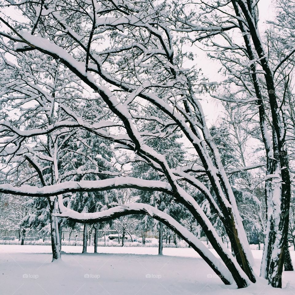 in a snowy park