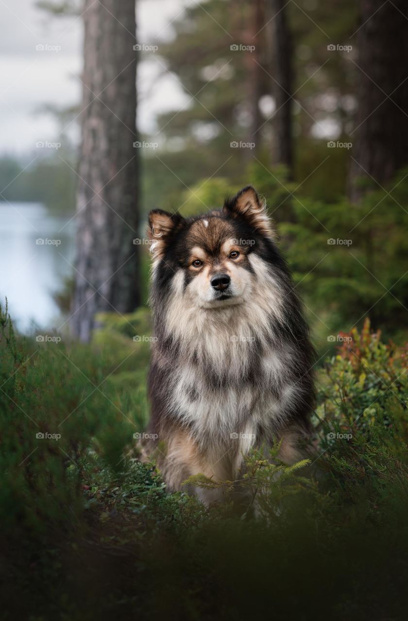 Portrait of a Finnish Lapphund dog