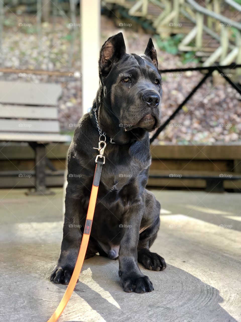 Cane Corso puppy “Toronto Zeus” at Victoria Park 