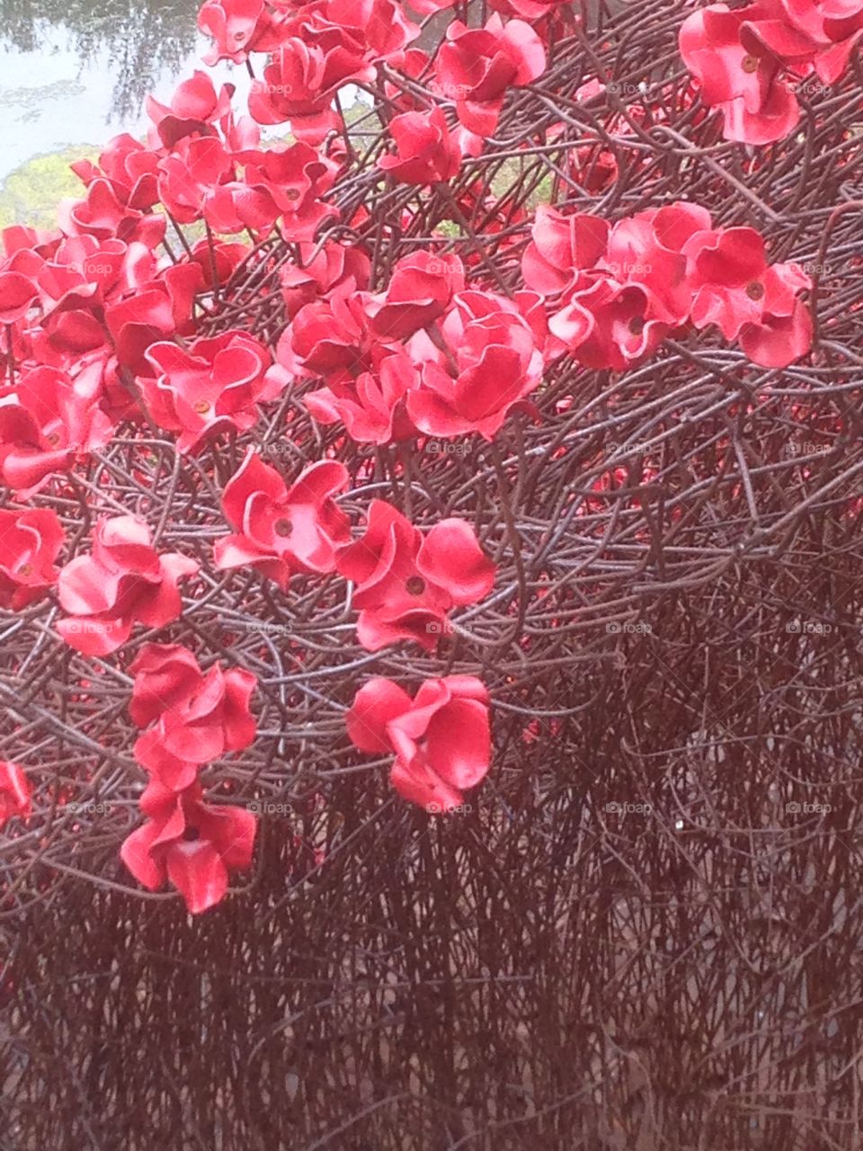 Poppy sculpture. Ceramic poppies on metal spikes in the Yorkshire Park