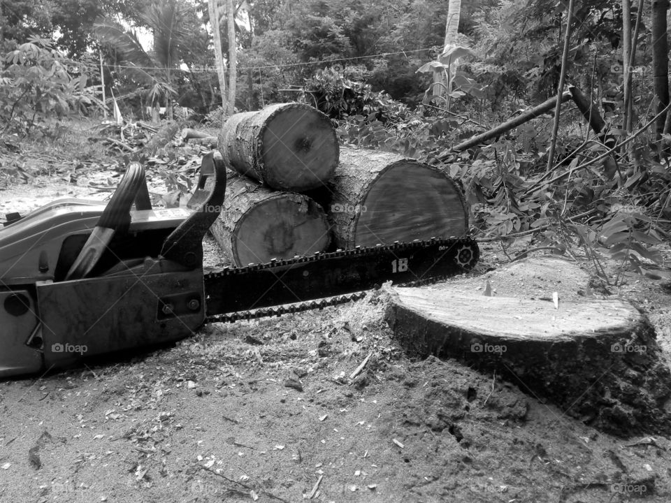  Stop Deforestation and Protect Our Planet