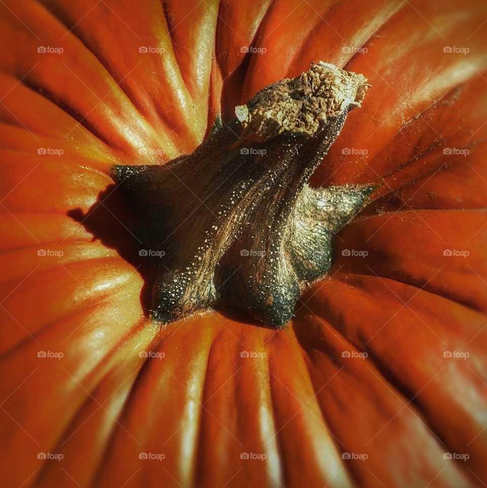 Pumpkin stem close up