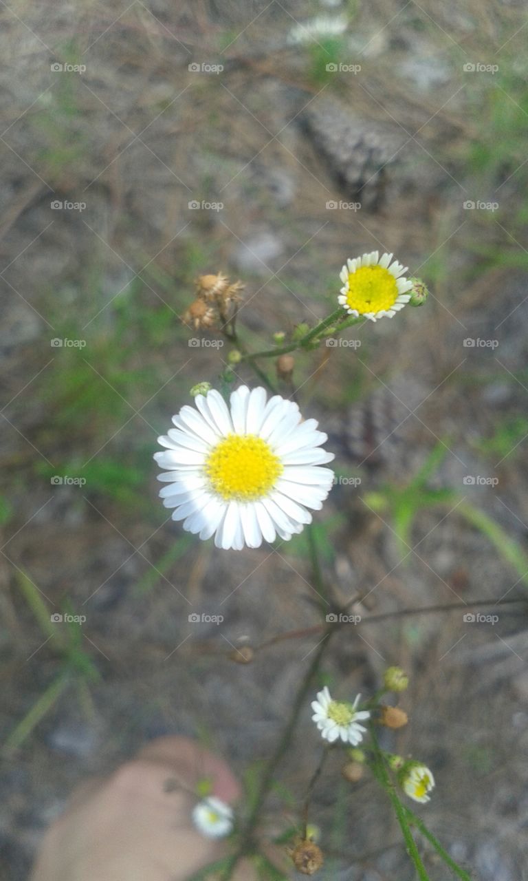 daisies