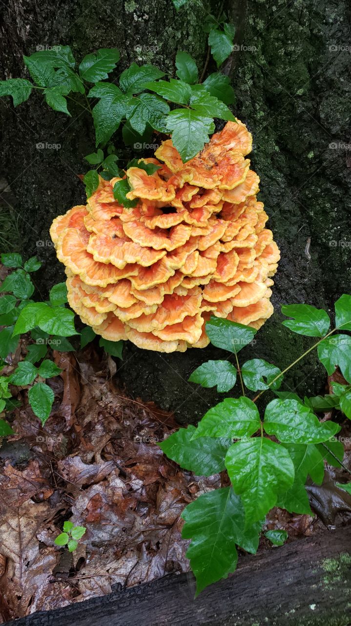 chicken of the woods