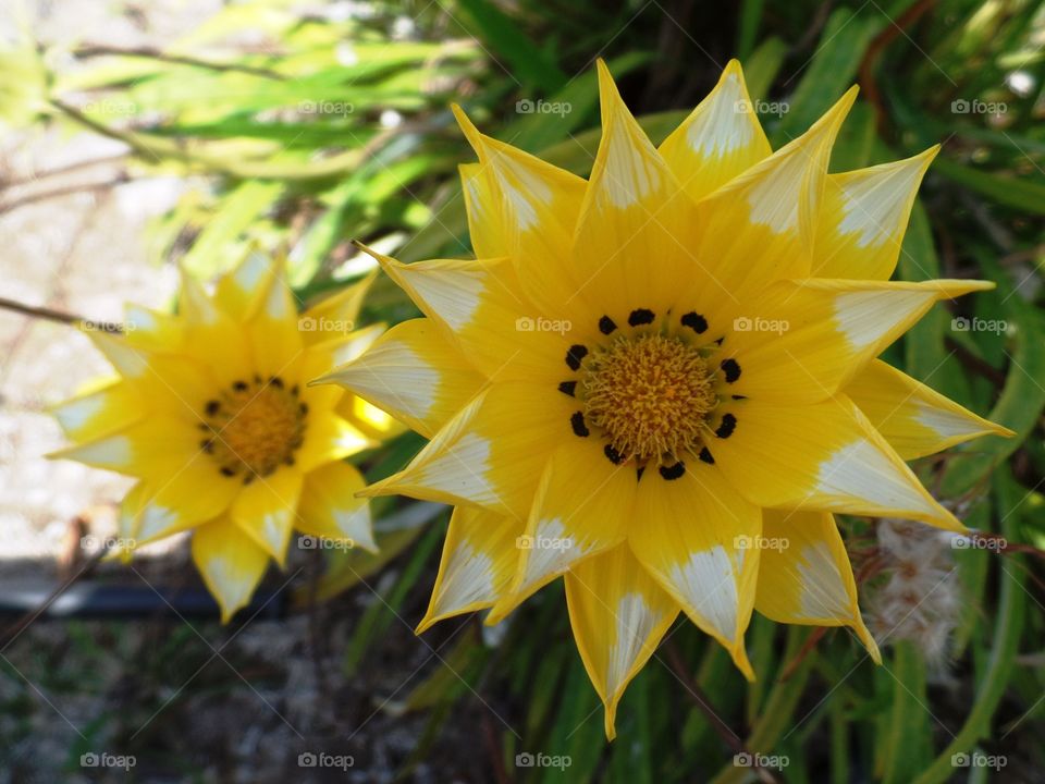 Yelow flowers