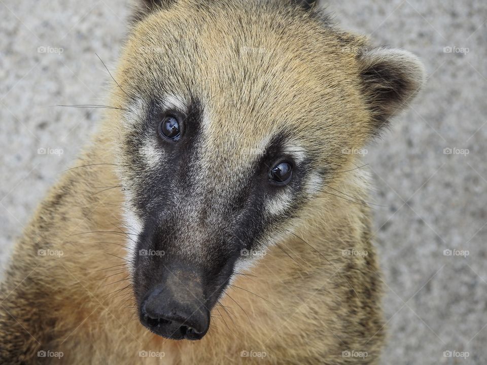 Cute Coati