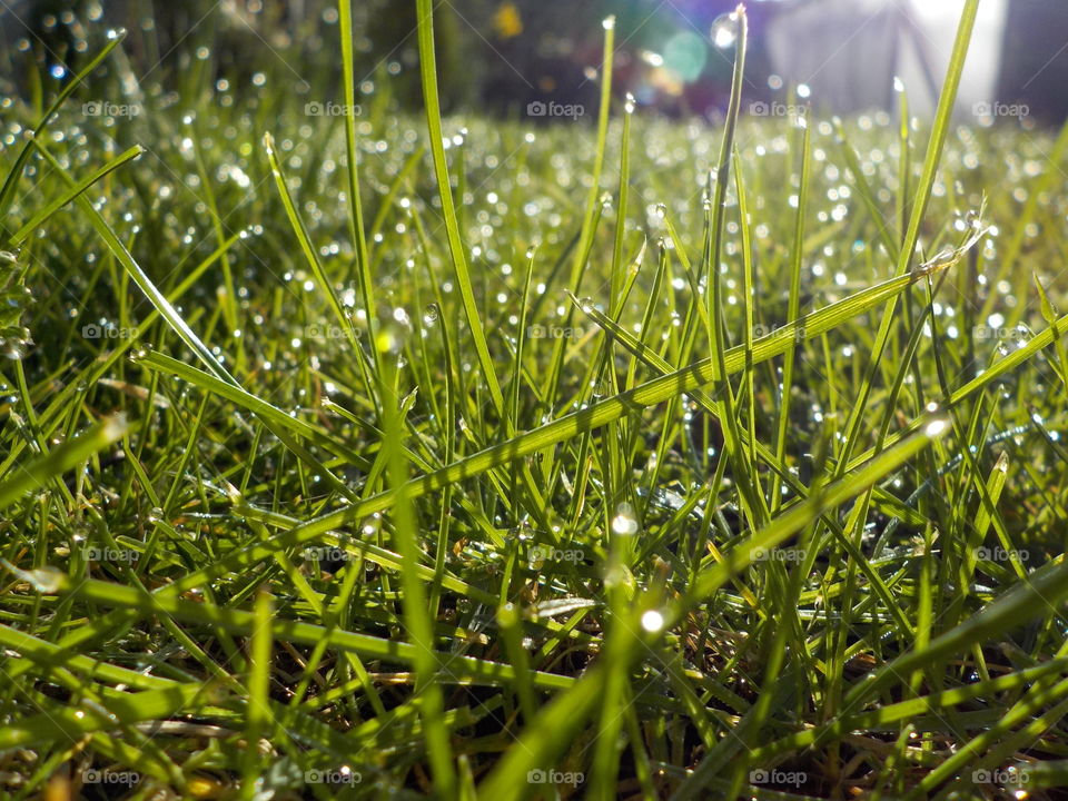 Close-up of dew drop on grass