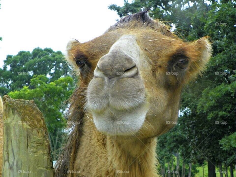 Camel 