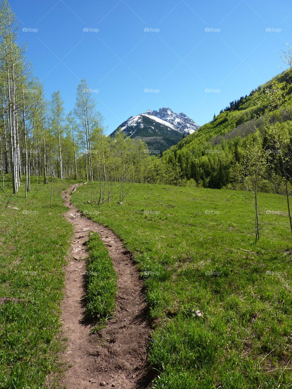 trail through the trees and meadow in Colorado