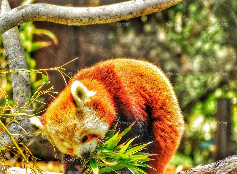 Red Panda