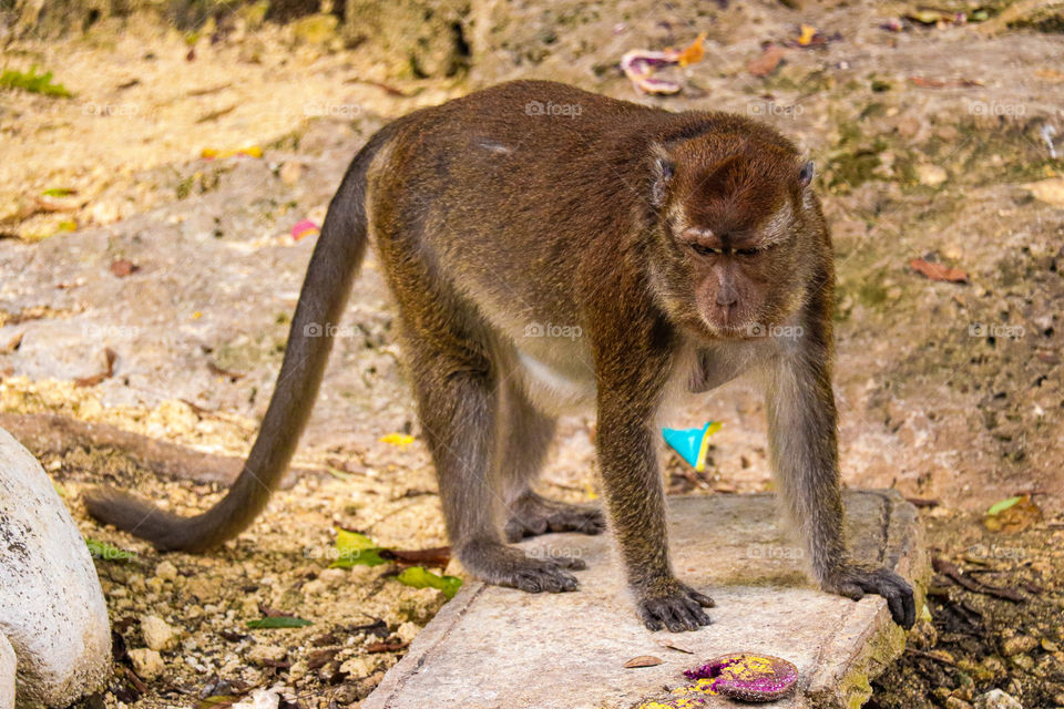 Monkey in philippines