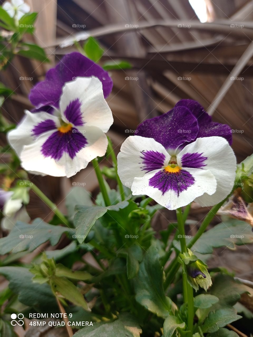 How much do you like this photo?