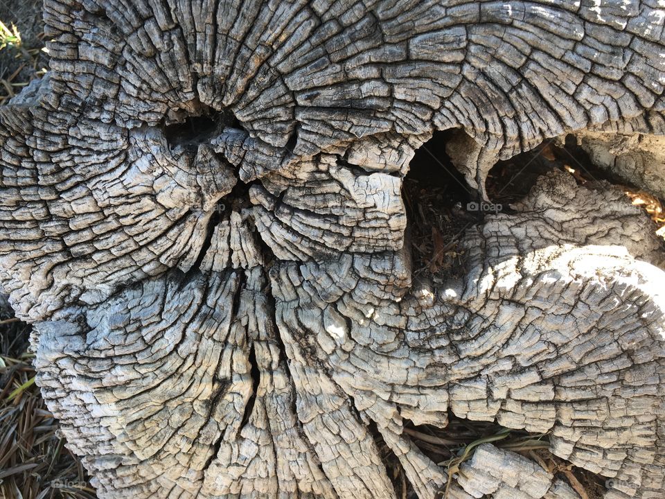 Tree trunk texture 