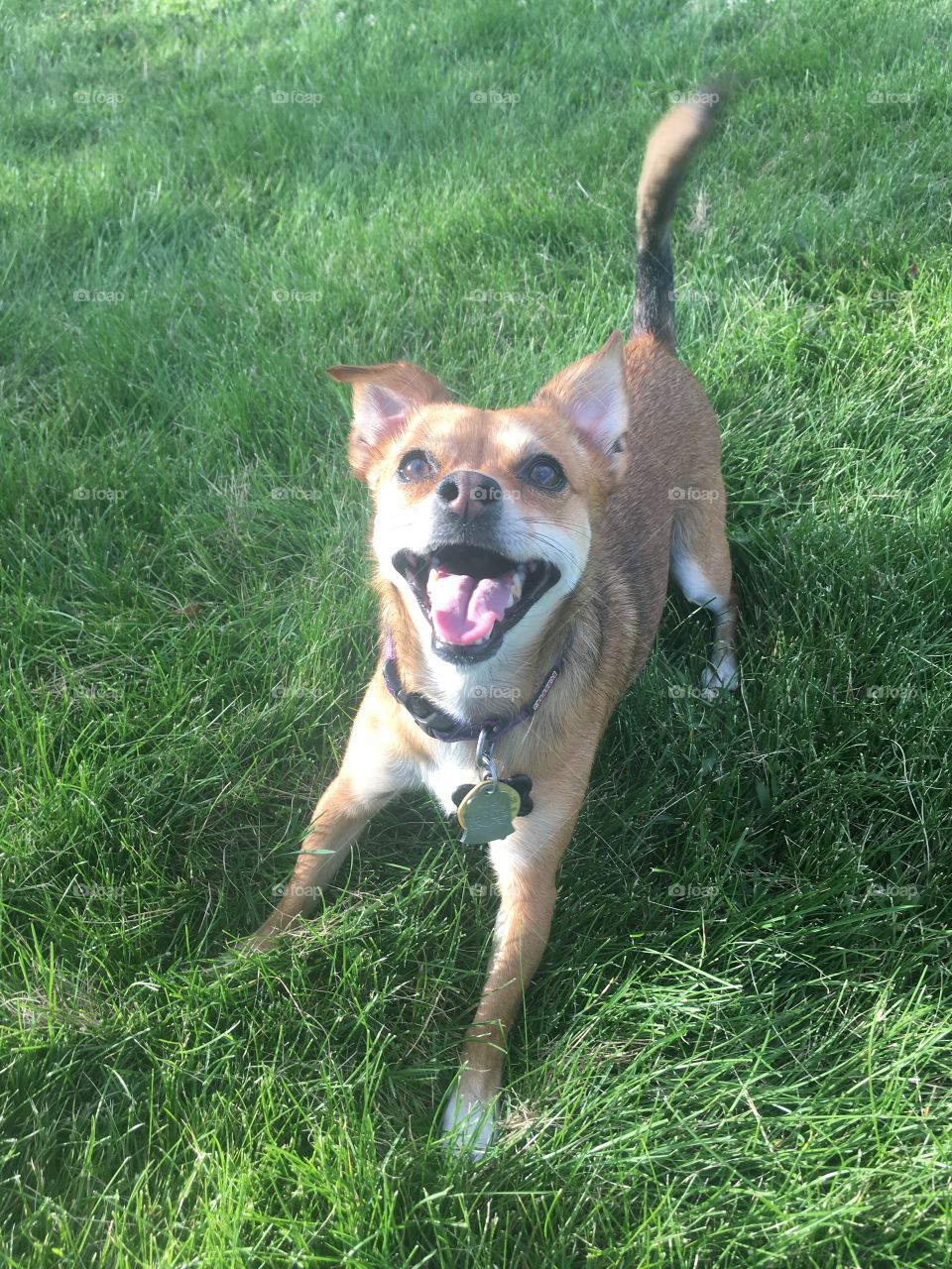 "Throw the ball, throw the ball." 
She loves to play fetch. Chihuahua/terrier mix. 